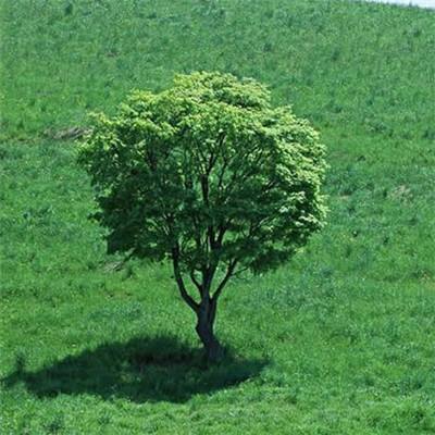 “年画重回春节”——走进苏州桃花坞木刻年画社